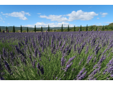 Provence