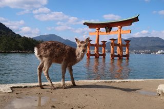 Hiroshima & Miyajima