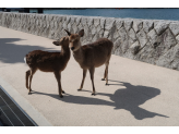 Hiroshima & Miyajima