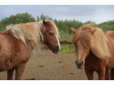 North Iceland