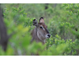 Kruger National Park