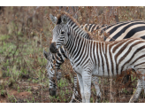 Kruger National Park