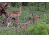 Kruger National Park