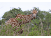 Kruger National Park