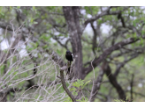 Kruger National Park