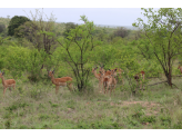 Kruger National Park