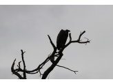 Kruger National Park