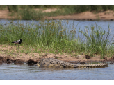 Kruger National Park