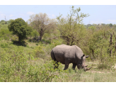 Kruger National Park