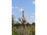 Kruger National Park