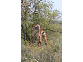 Kruger National Park