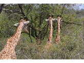 Kruger National Park