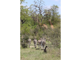 Kruger National Park