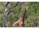 Kruger National Park