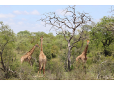 Kruger National Park