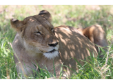 Kruger National Park