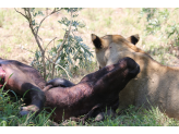 Kruger National Park