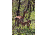 Kruger National Park