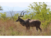 Kruger National Park