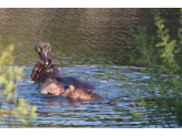 Kruger National Park