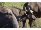 Kruger National Park