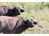 Kruger National Park