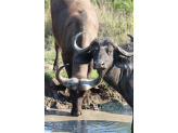 Kruger National Park