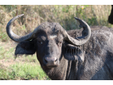 Kruger National Park