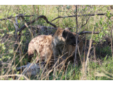 Kruger National Park