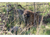 Kruger National Park