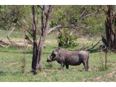 Kruger National Park