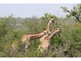 Kruger National Park