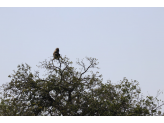 Kruger National Park