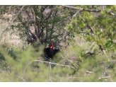 Kruger National Park