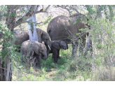 Kruger National Park