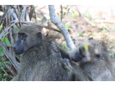 Kruger National Park