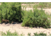 Kruger National Park