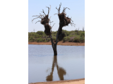 Kruger National Park