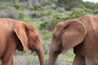 Addo Elephant Park