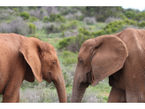 Addo Elephant Park