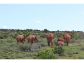 Addo Elephant Park