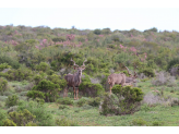 Addo Elephant Park