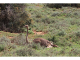 Addo Elephant Park