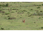 Addo Elephant Park