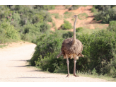 Addo Elephant Park