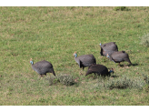 Addo Elephant Park