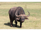 Addo Elephant Park