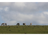 Addo Elephant Park