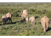 Addo Elephant Park