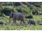 Addo Elephant Park